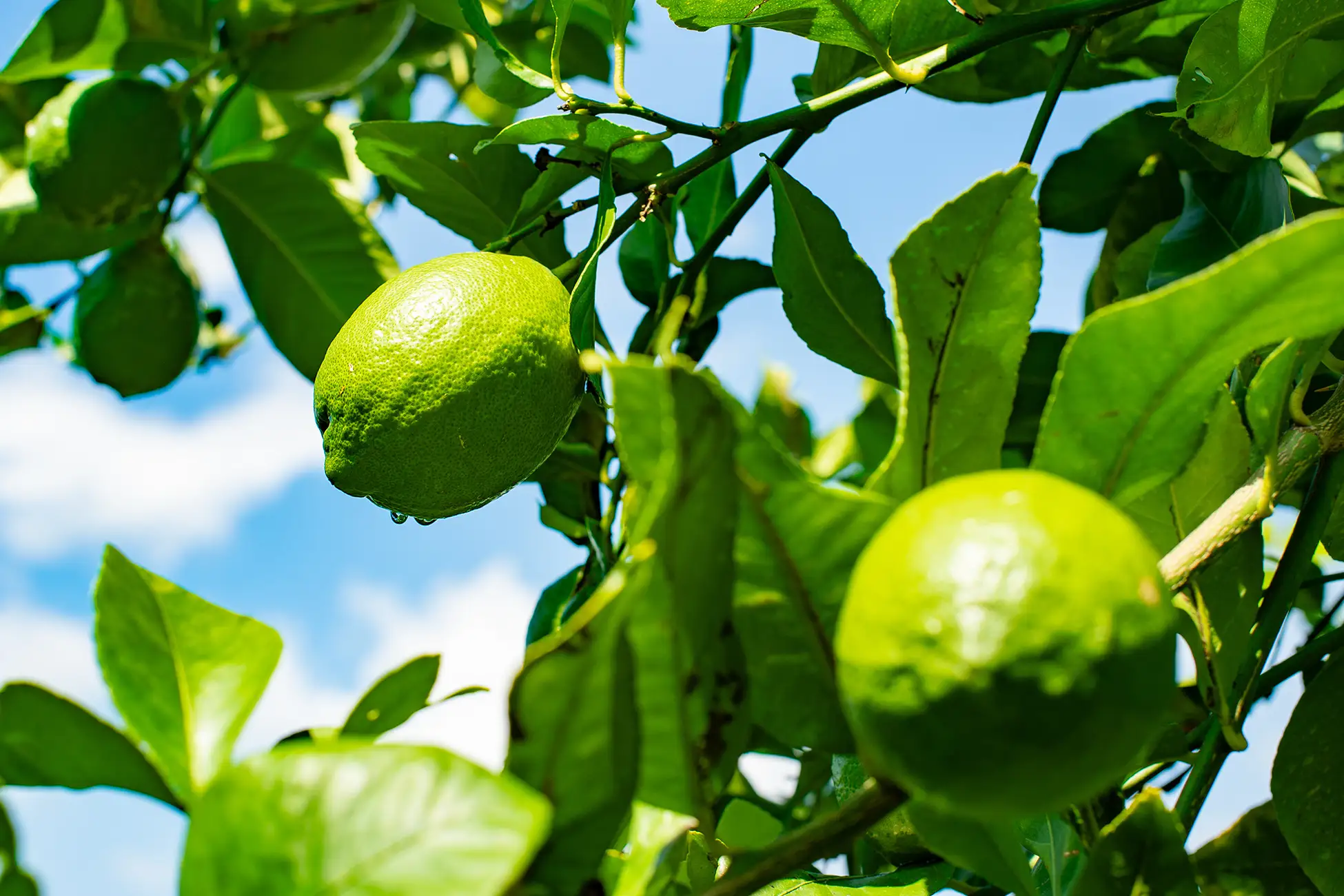 【東京・日本橋】瀬戸内の香りがふわり。  岩城島レモンなど上島町の特産が集結！「上島町フェア in 離島百貨店」開催（11/17〜30）