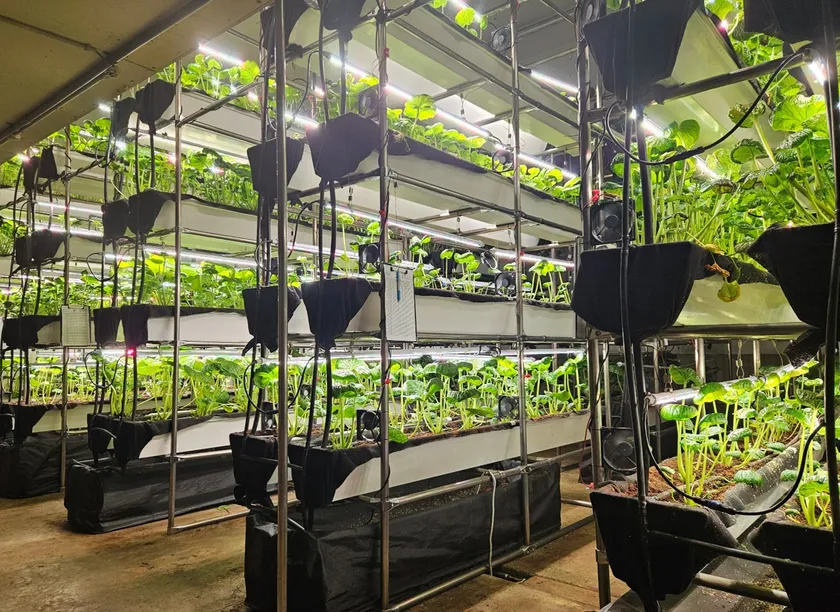 【北海道・小樽】“未来のわさび栽培”を見学できる期間限定ツアー開催。屋内わさび工場で味わう、本物の香りと辛味体験