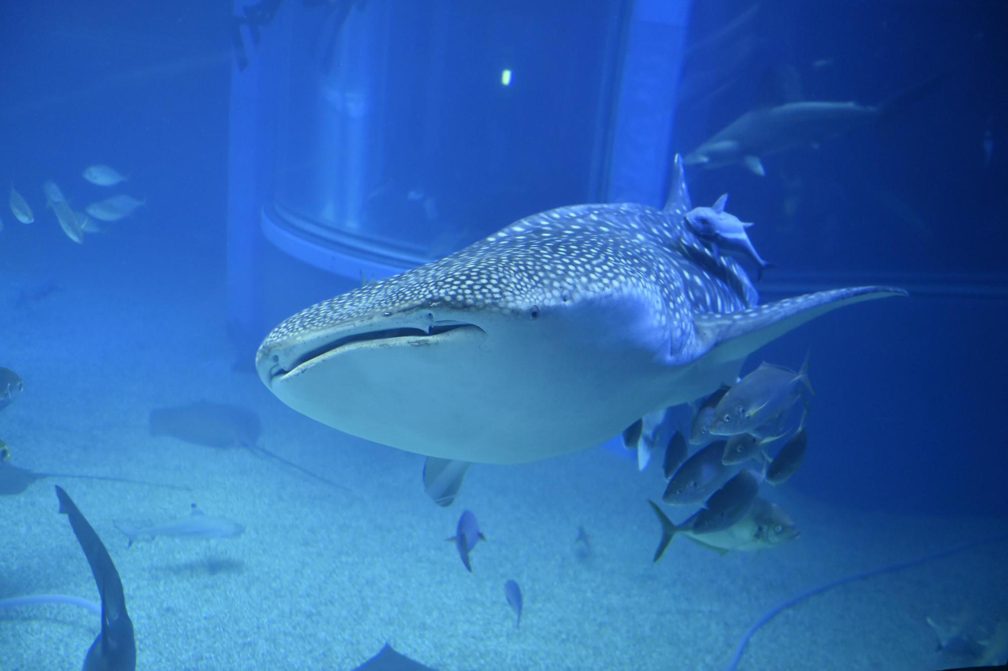 【大阪 舞洲〜泉佐野ドライブ】海と滝と夕陽を巡る　（平日旅のススメ Vol.4）