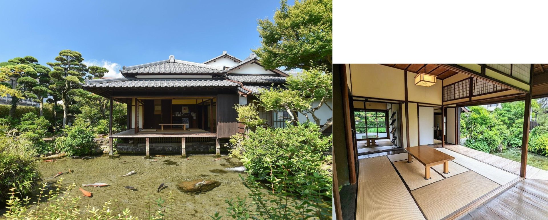 湧き水の池で鯉が泳ぐ庭園 / 湧水庭園 四明荘（しめいそう）