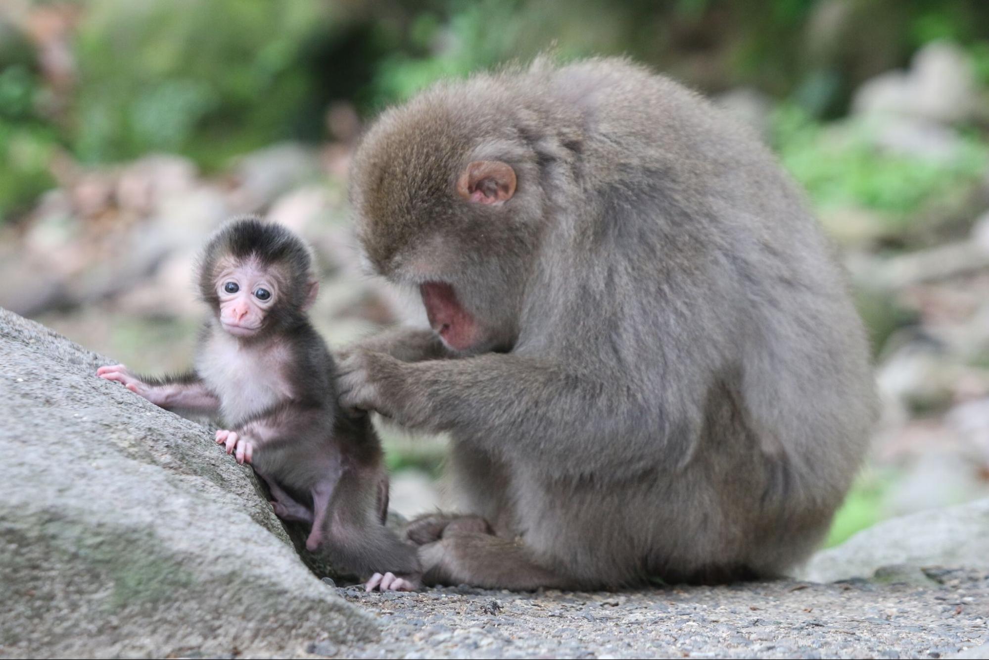 野生のサルを間近で観察 / 高崎山自然動物園