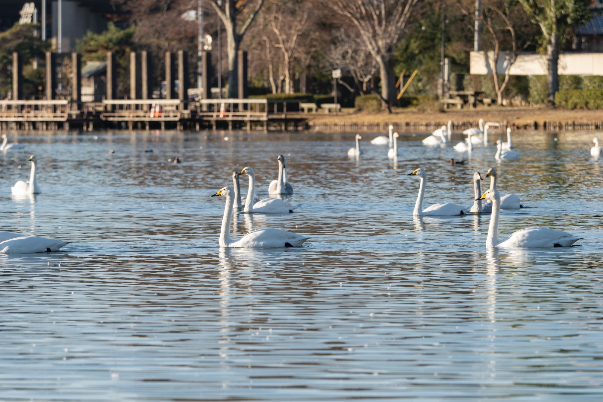 白鳥が舞う冬の湖畔へ/大塚池公園
