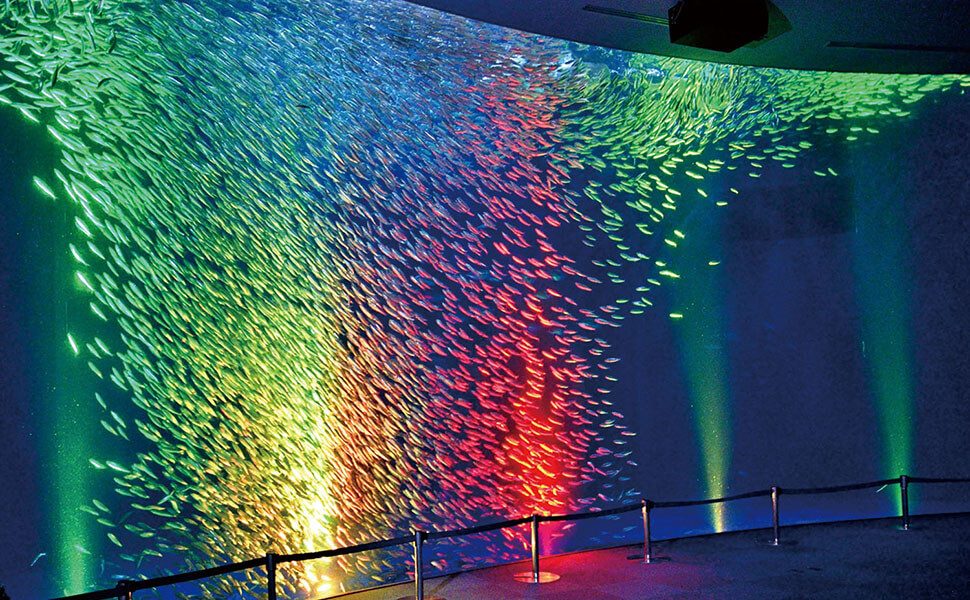 光る魚群の「トルネード」に魅せられる/名古屋港水族館