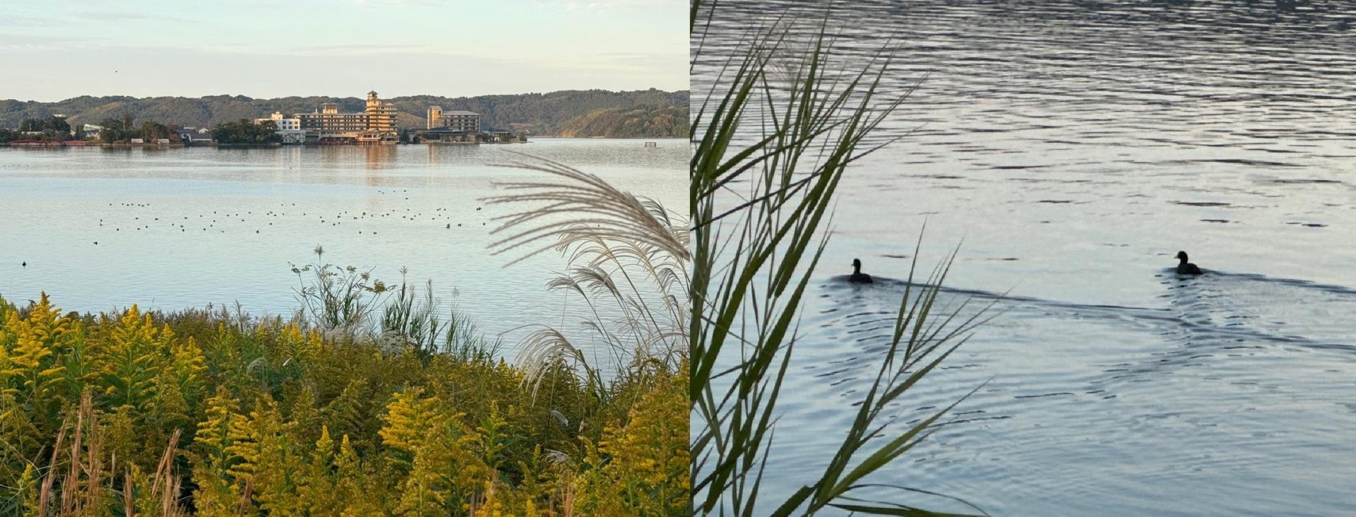 バードウォッチングしにマイカーを走らせる Vol.4