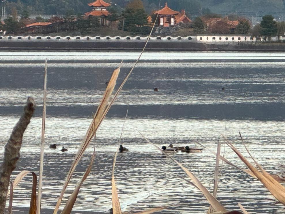 バードウォッチングしにマイカーを走らせる Vol.4