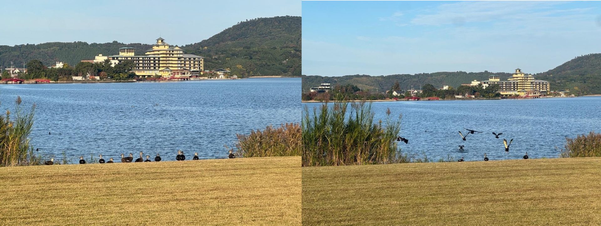 シャッターチャンスは逃したけれど、鳥を眺めるひと時はゆるりとします