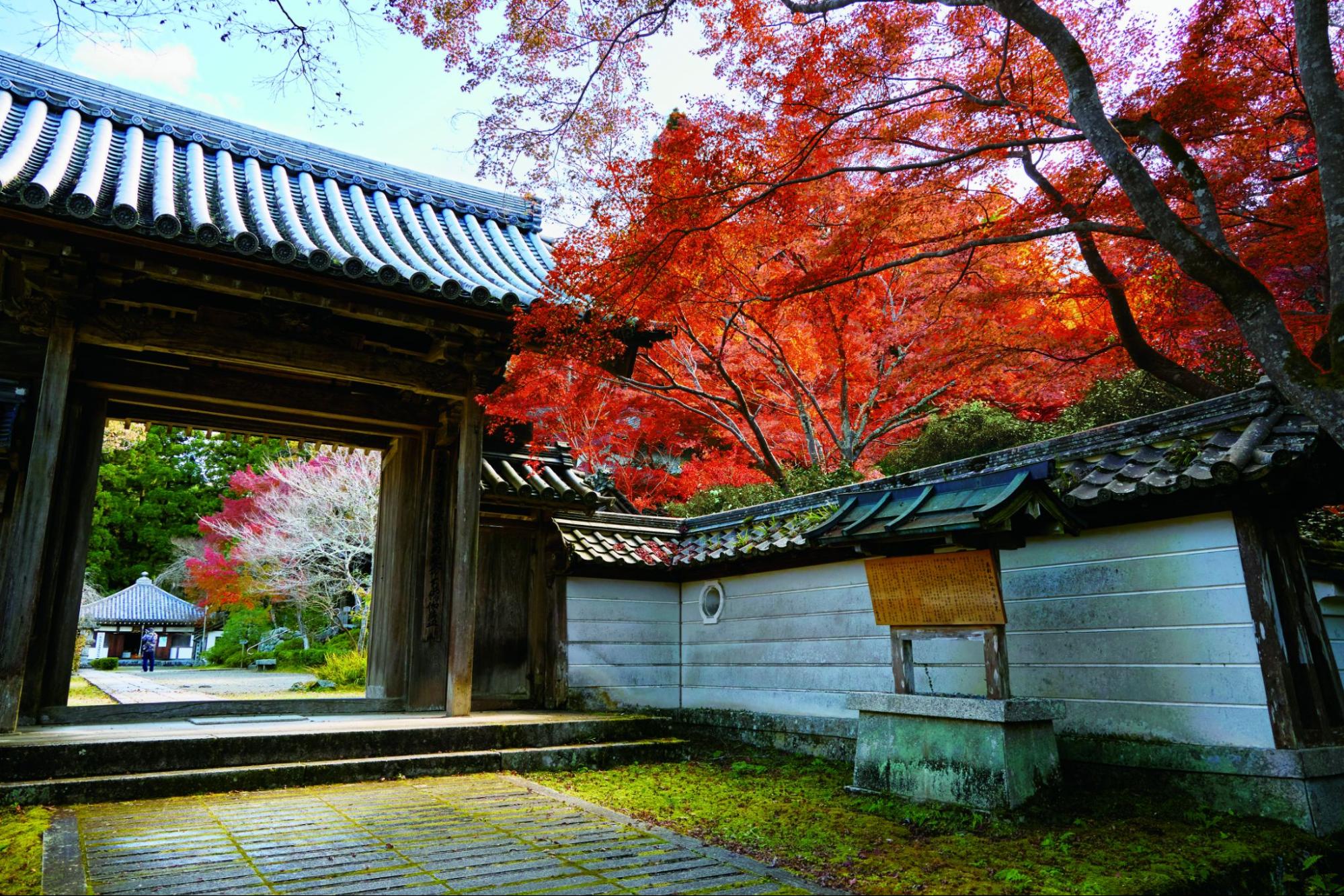 樹齢1000年のもみじを愛でる/延命寺