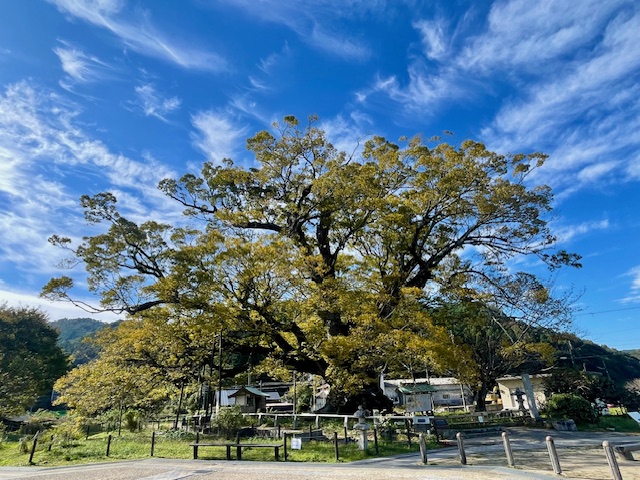 西日本最大の大けやきに出会う/ 野間の大けやき・けやき資料館