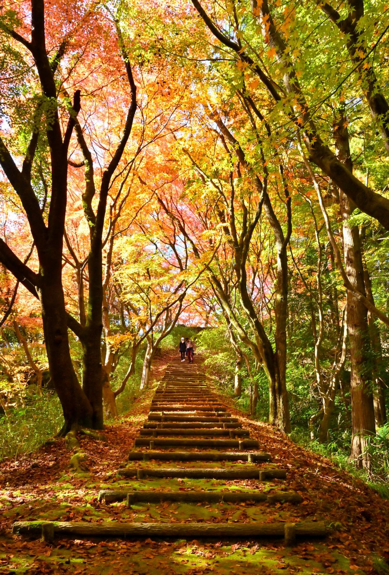 【大阪・南河内-泉州ドライブ】千年の祈りの地で秋色に染まる古寺めぐり（親孝行の旅Vol.6）
