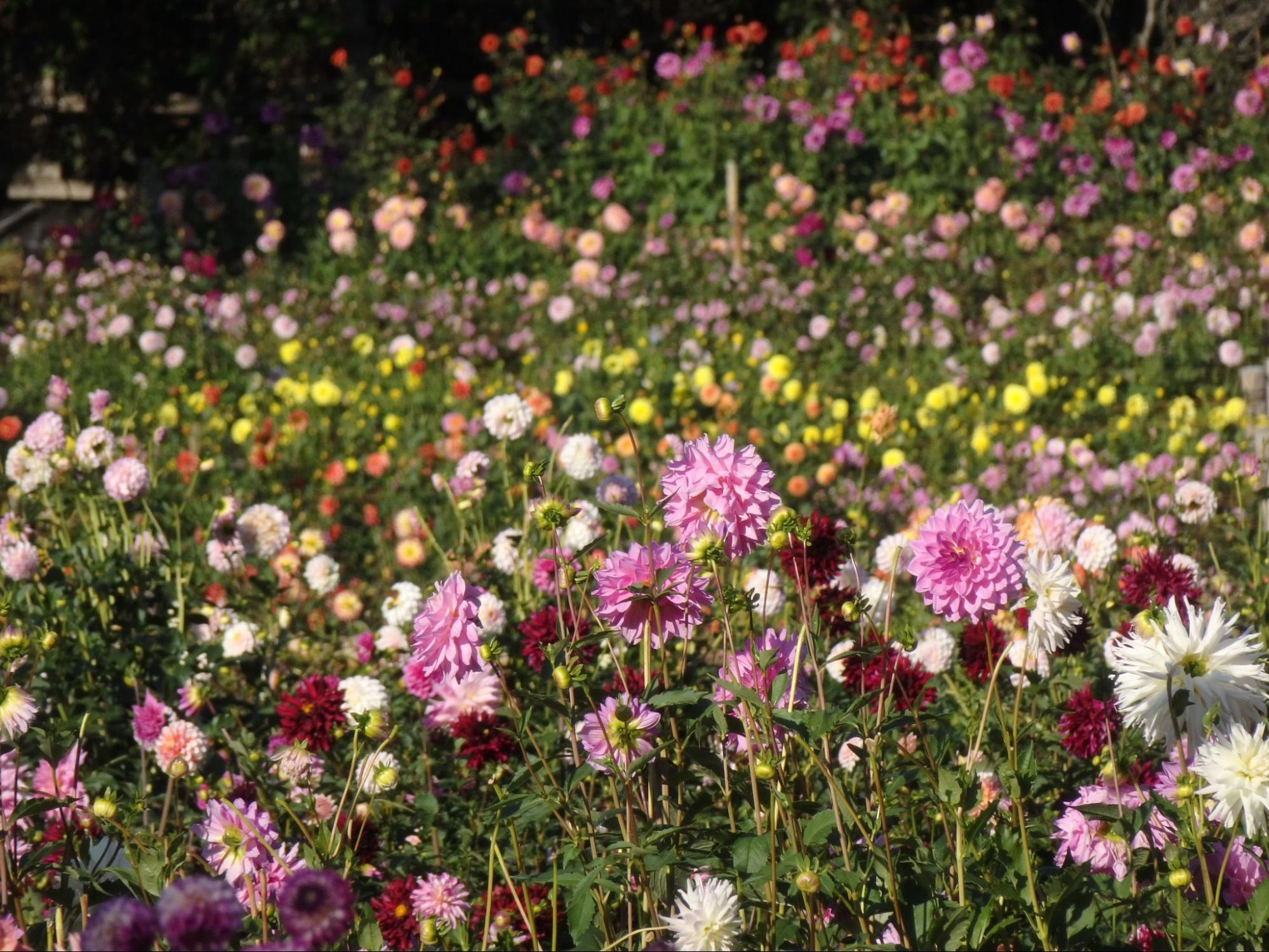 山あいに広がる花園を散策/両神山麓花の郷ダリア園