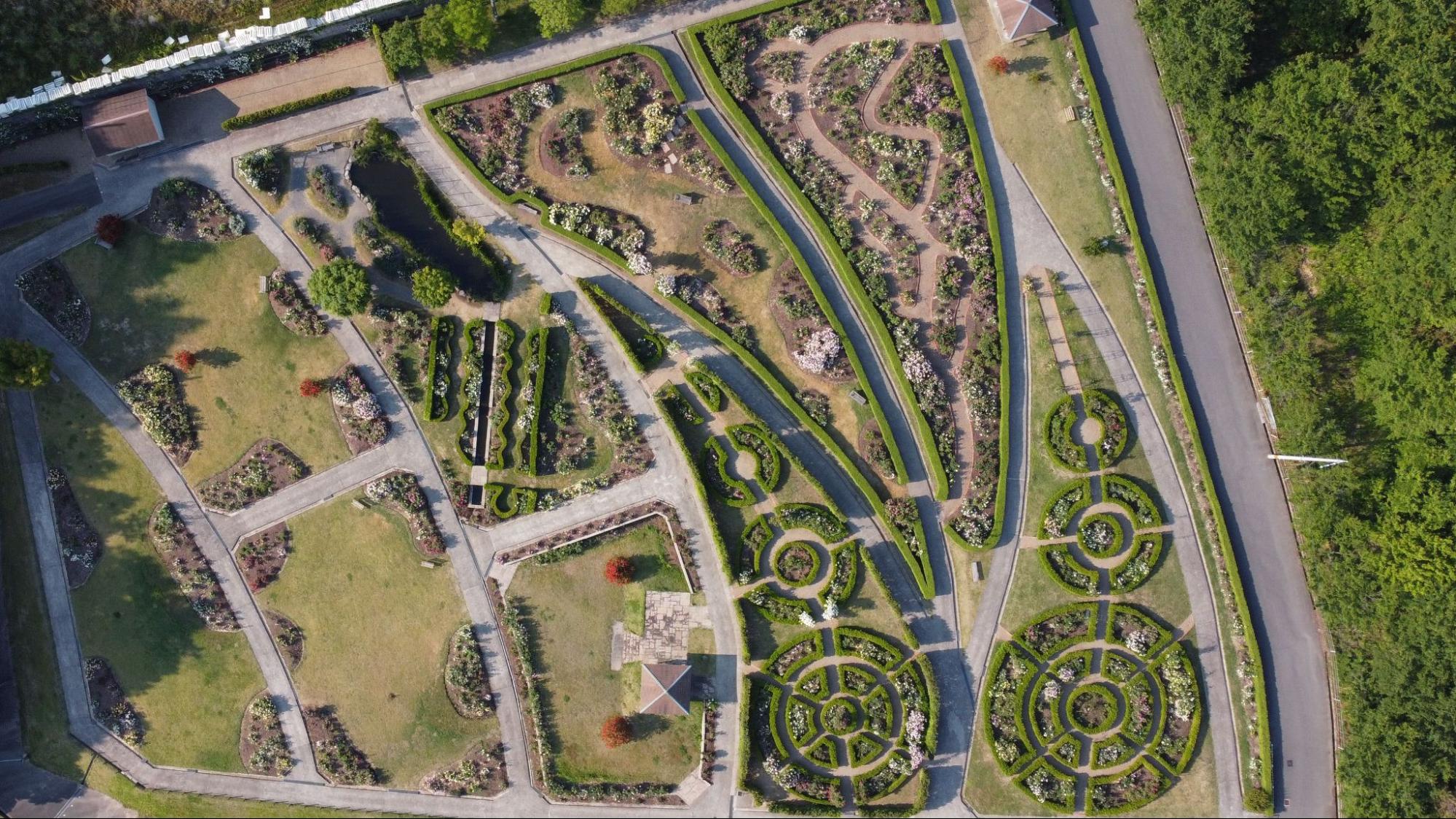 秋バラが咲くガーデンを散策/デビッド・オースチン イングリッシュローズガーデン