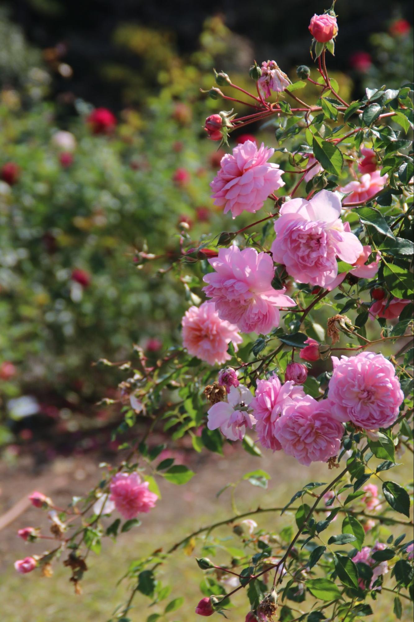 【大阪・南河内-泉州ドライブ】千年の祈りの地で秋色に染まる古寺めぐり（親孝行の旅Vol.6）