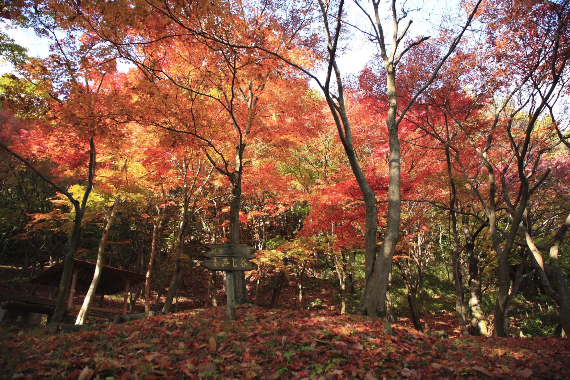【大阪・北摂ドライブ】親子みずいらずの里山トリップへ(親孝行の旅Vol.7)