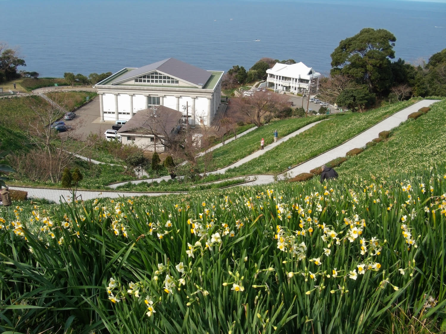 越前の冬を彩る、甘い香りと白い水仙の丘 / 越前岬水仙ランド