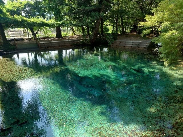 ⑨別府弁天池湧水(山口県)