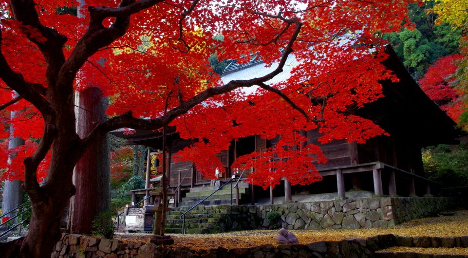 静けさに包まれた古寺さんぽ/大國寺