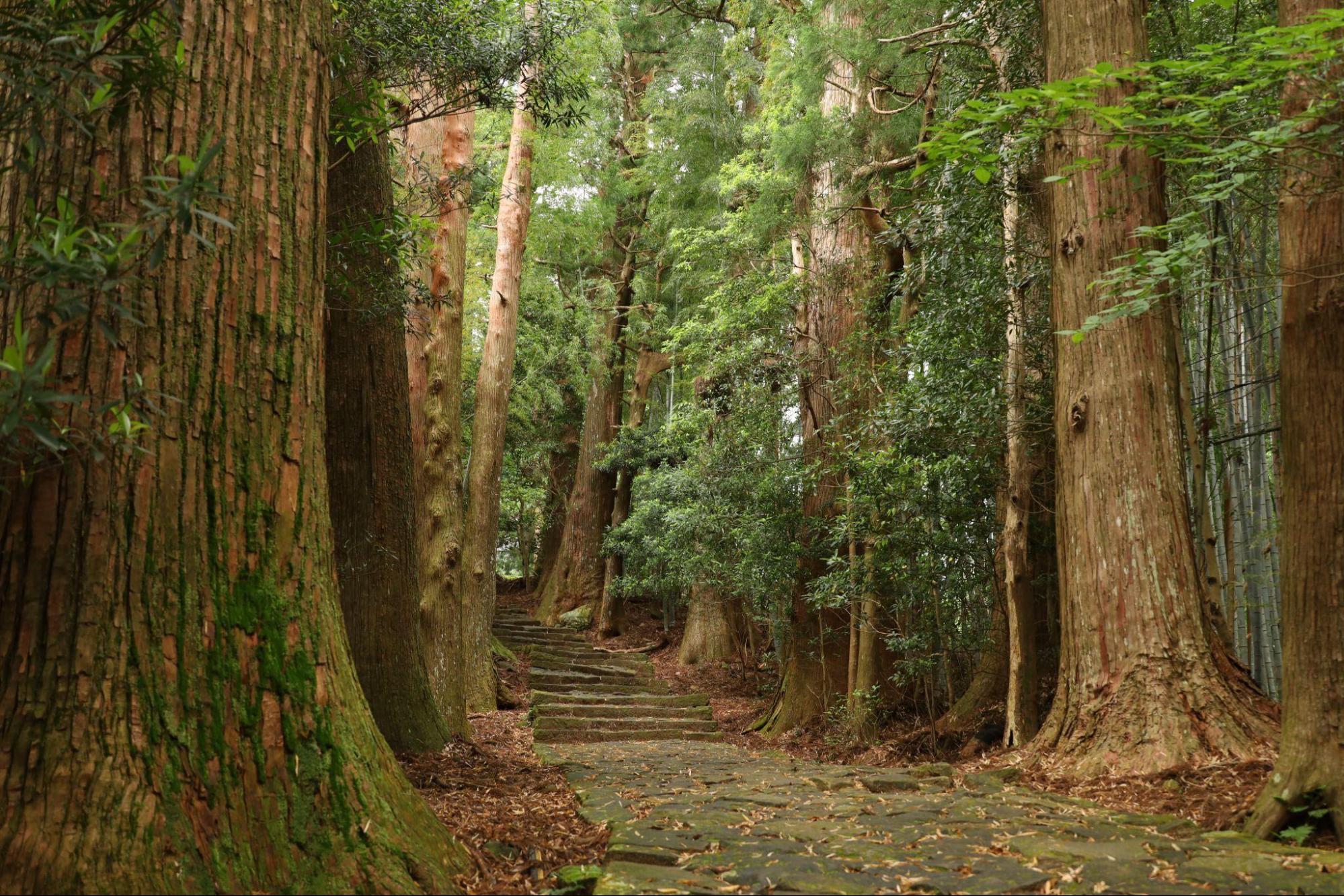 千年の杉木立と苔むした石段の古道歩き　/ 熊野古道 大門坂