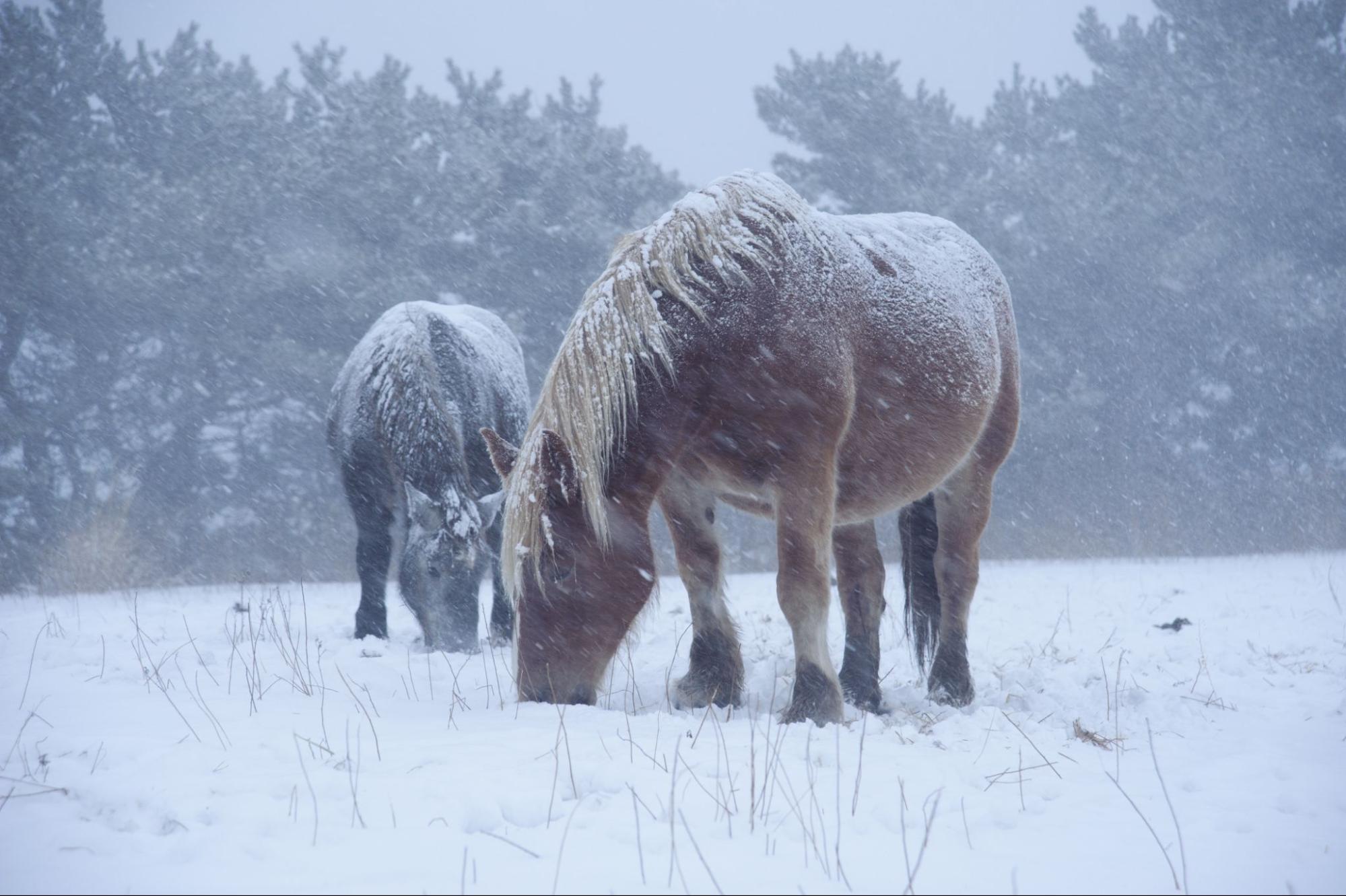 遊歩道の散策で自然に癒される / 寒立馬（かんだちめ）越冬放牧地アタカ