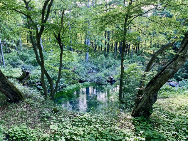 ④金沢清水群（岩手県）