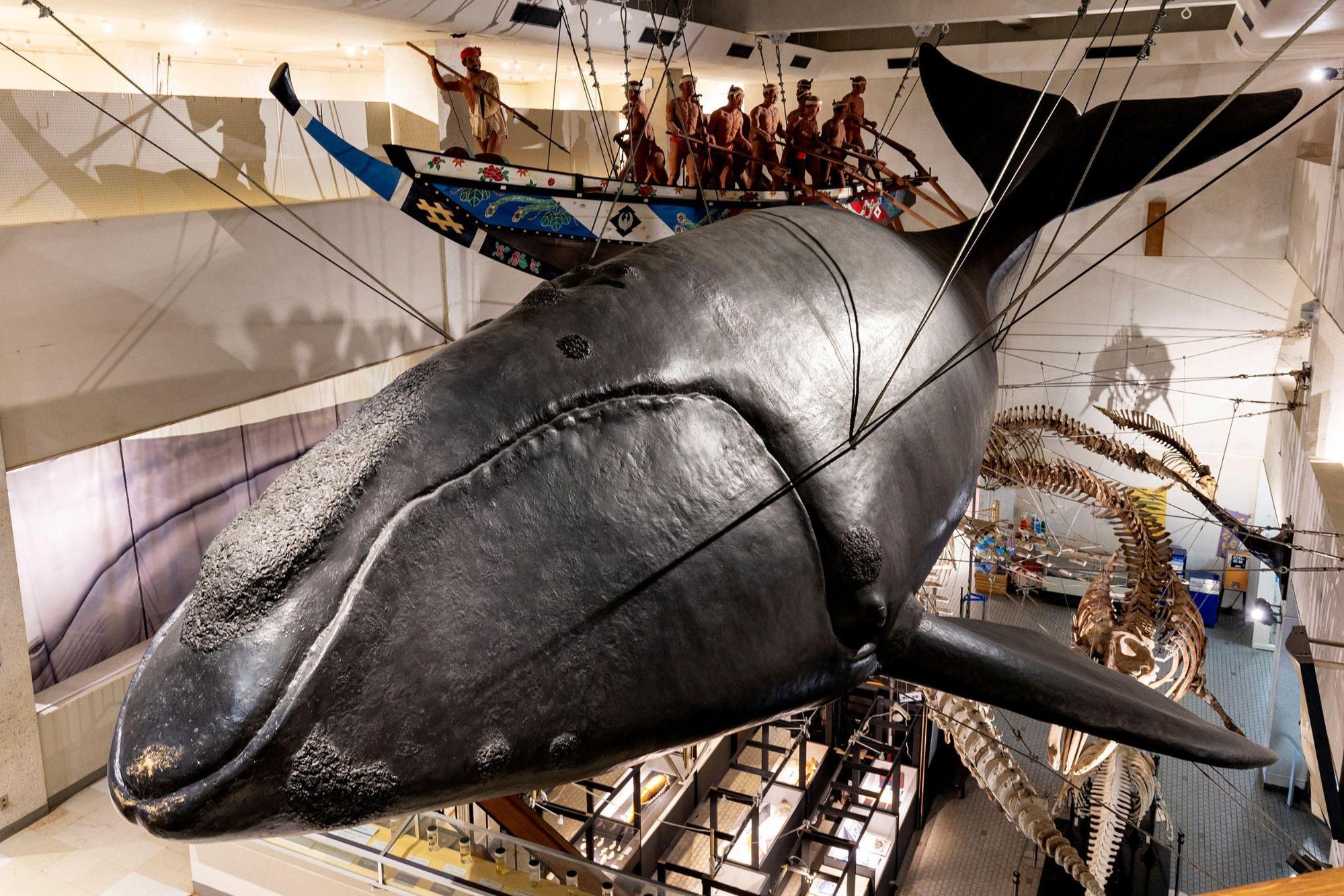 鯨の町・太地で体感する海洋文化 /太地町立くじらの博物館