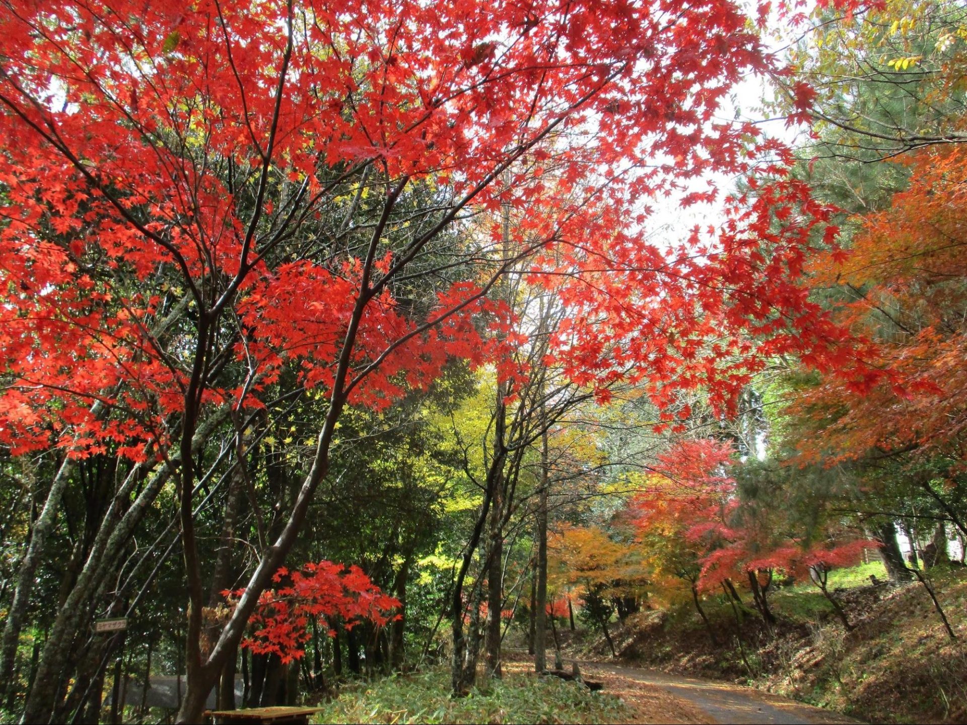 900種の山野草が彩る大人の癒しスポット / わち山野草の森