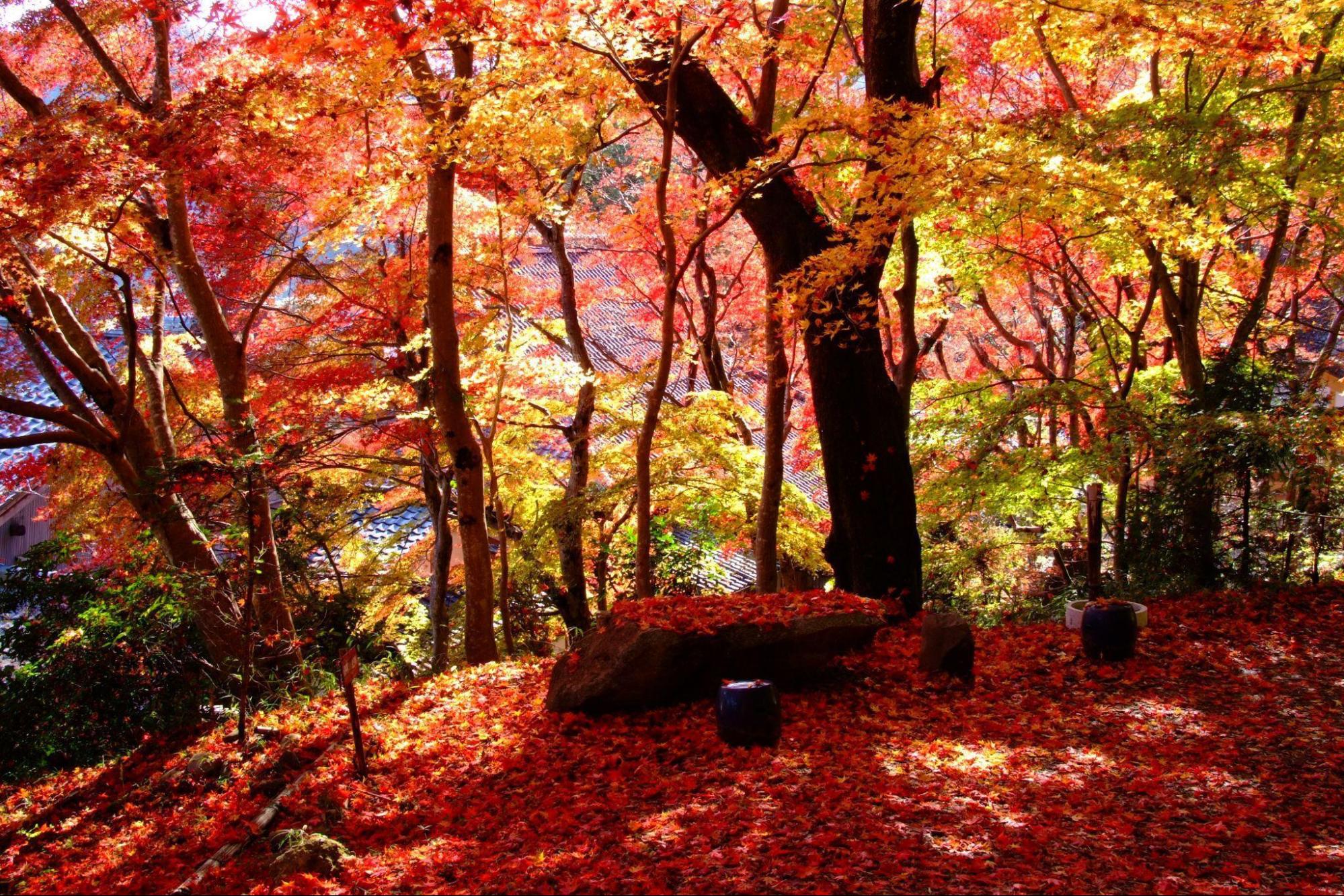 約100本、５種類のもみじが真っ赤に染まる紅葉寺 / 玉龍寺