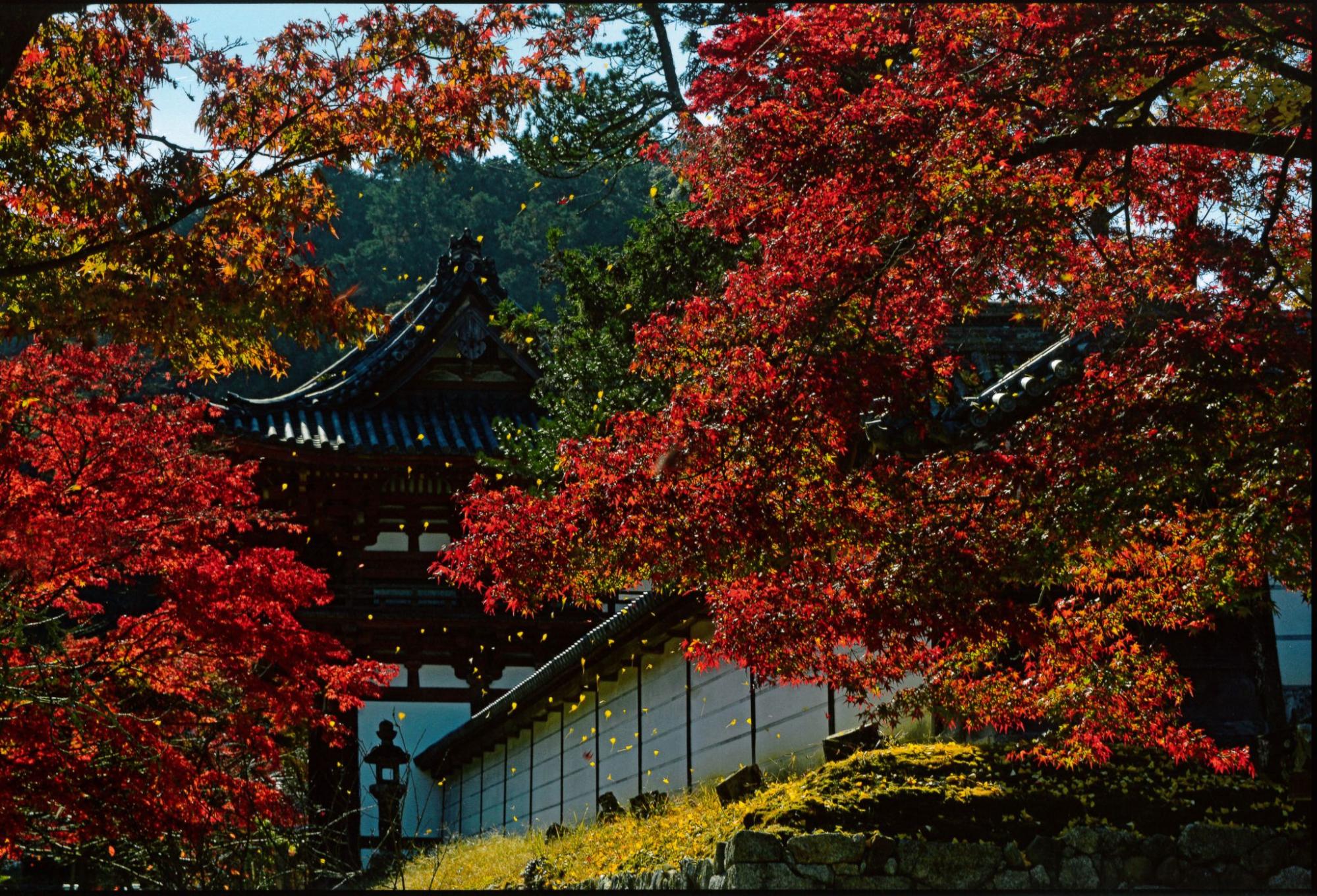 【大阪・南河内-泉州ドライブ】千年の祈りの地で秋色に染まる古寺めぐり（親孝行の旅Vol.6）